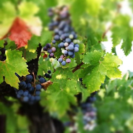 Churon Inn Winery Temecula Ngoại thất bức ảnh