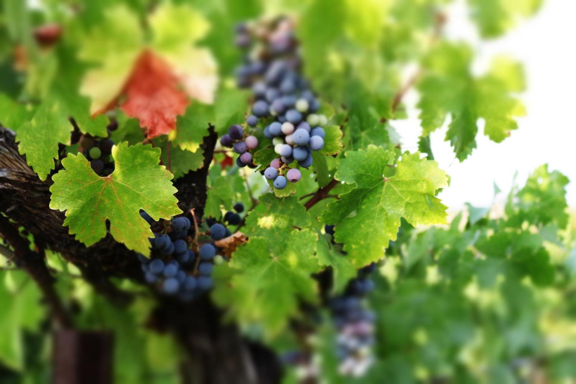 Churon Inn Winery Temecula Ngoại thất bức ảnh